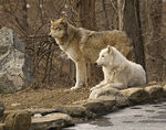 Wolves at WCC : Wolves taken at the Wolf Conservation Center
www.nywolf.org
Apache, the alpha male, Lukas & Kaila, plus Atka